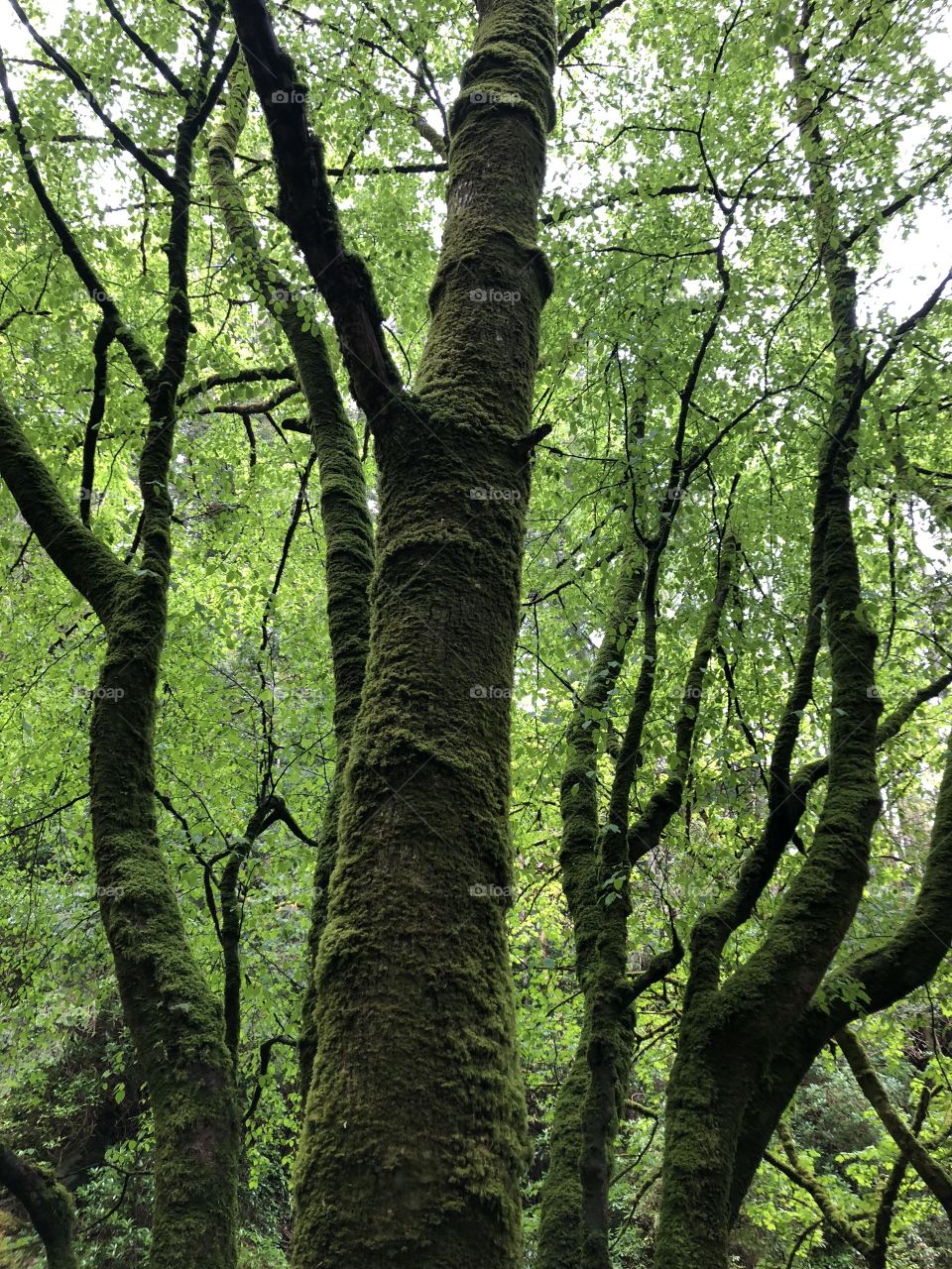 Green mossy Ireland forest 