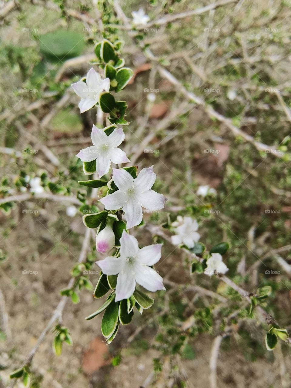 Serissa japonica in Beinan Township Native Applied Botanical Garden