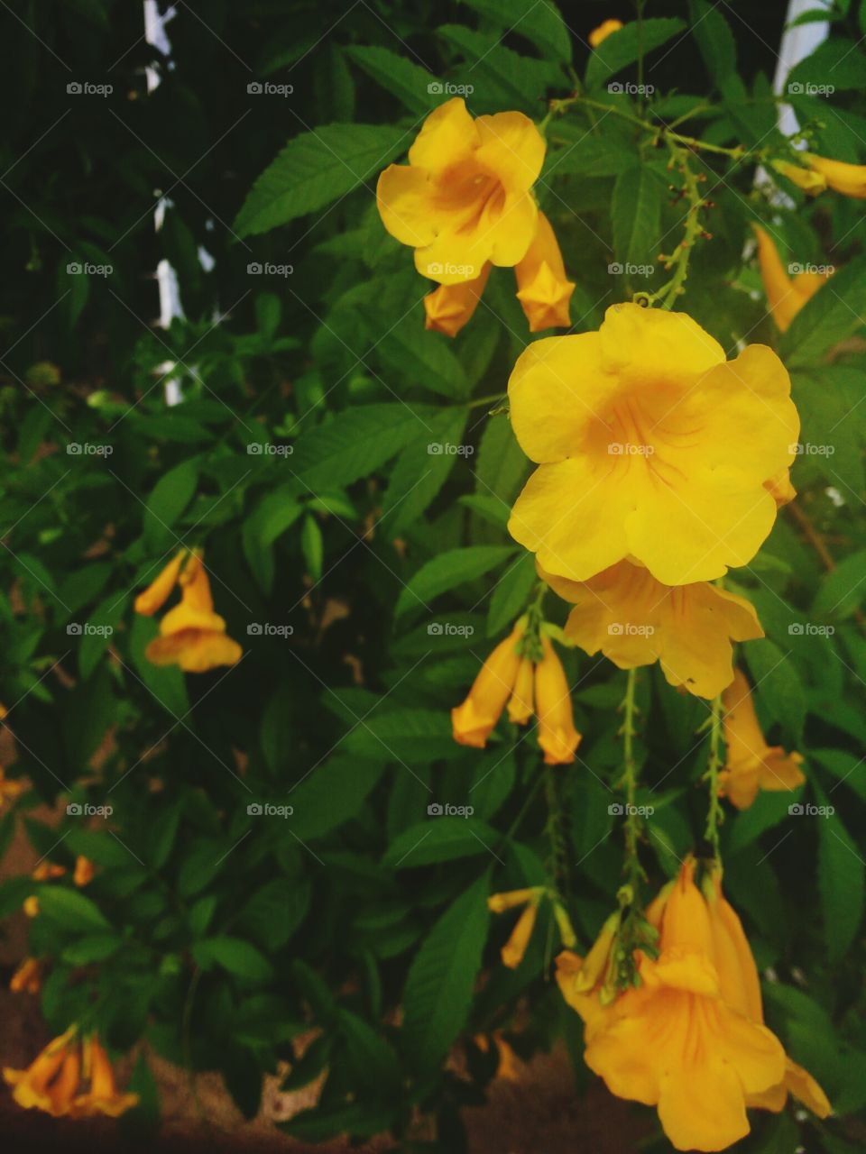 Garden Yellow Flower