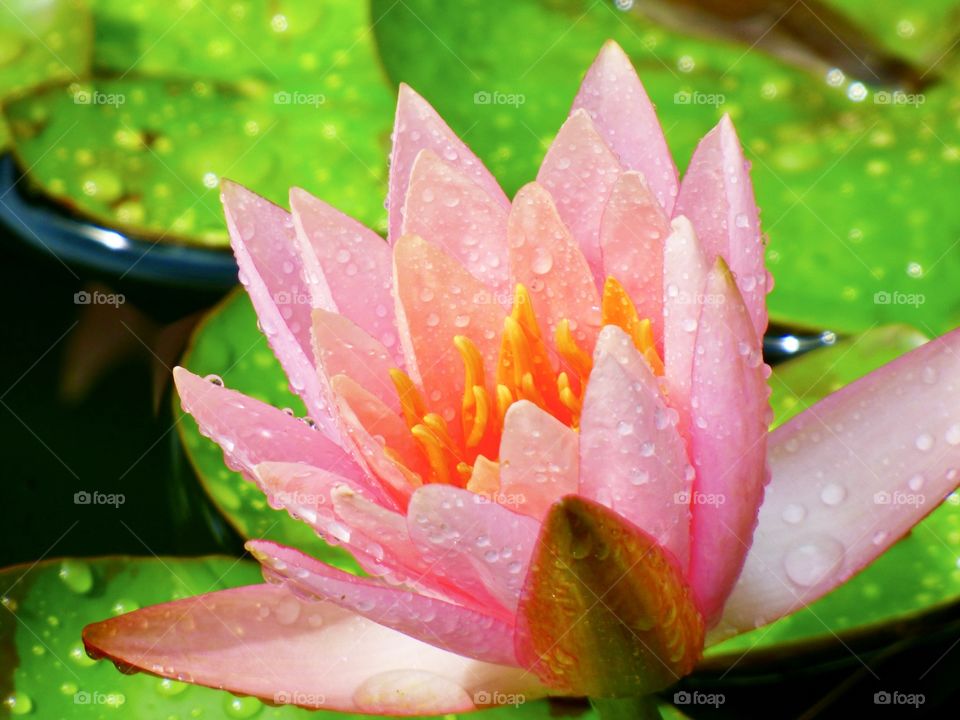 Lily in the pond after the rain 