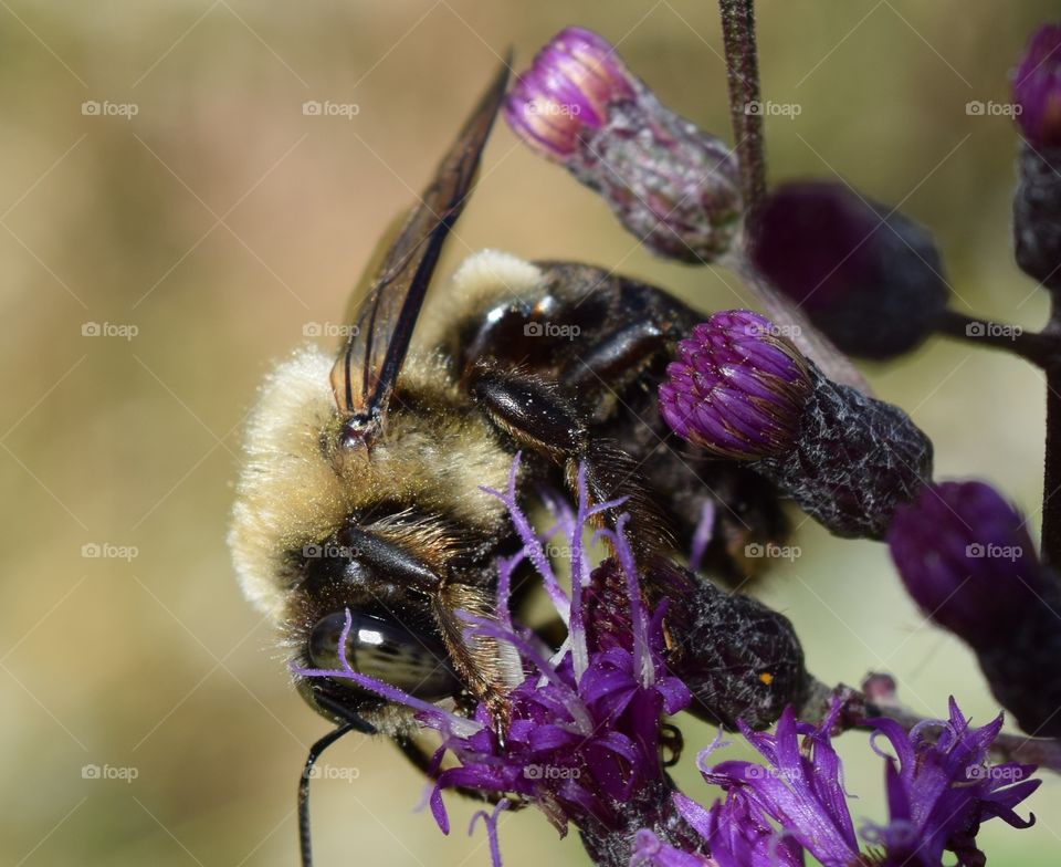 Purple flower with bee