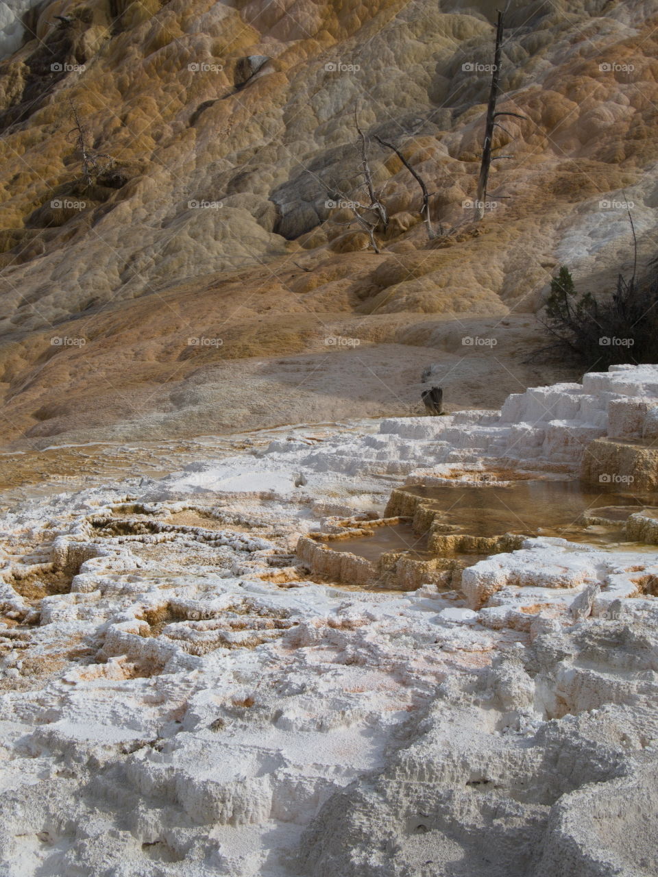 Deep and multicolored texture in springs at Yellowstone National Park on a sunny summer day. 