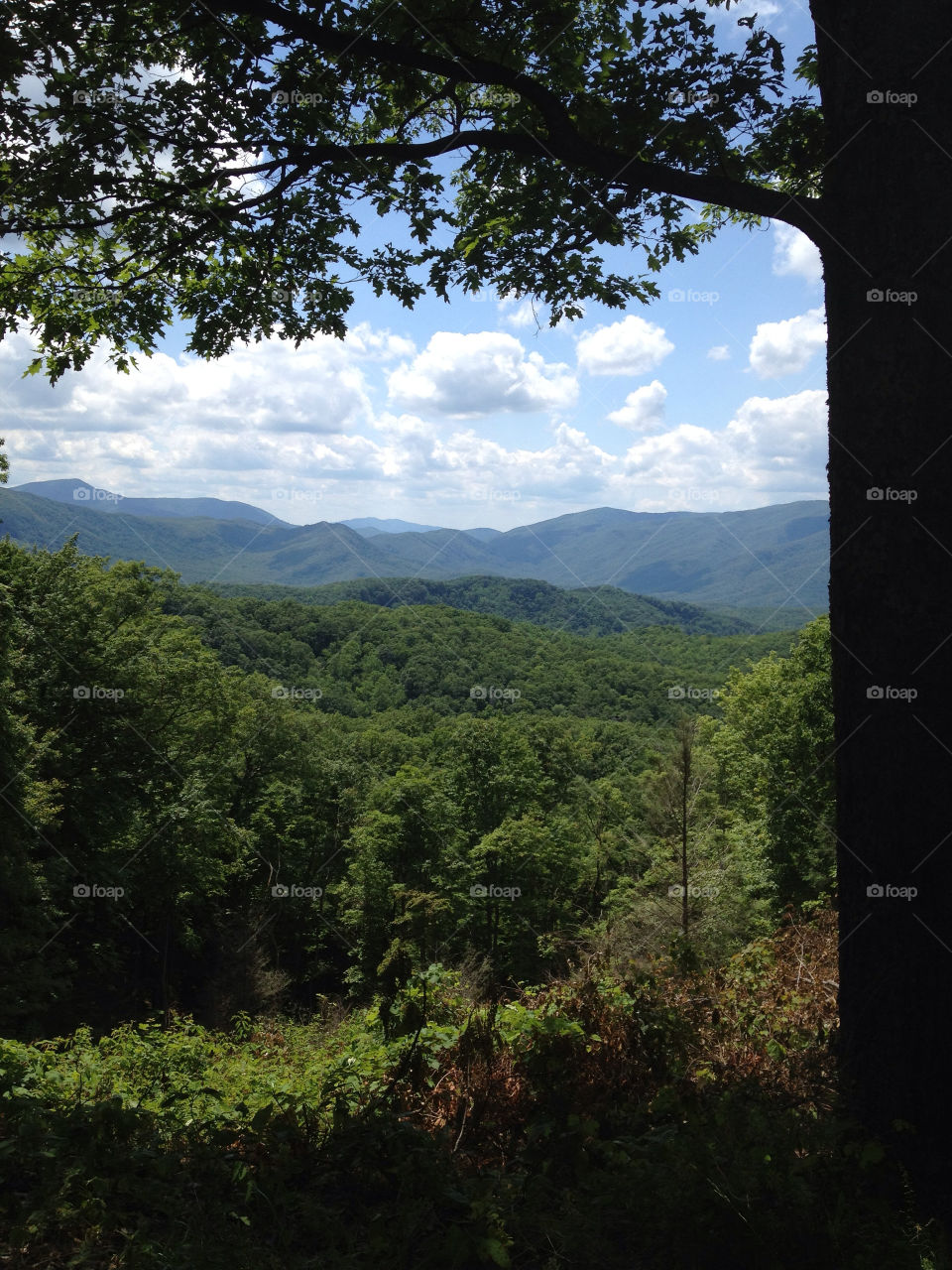 sky nature tree clouds by digiscott