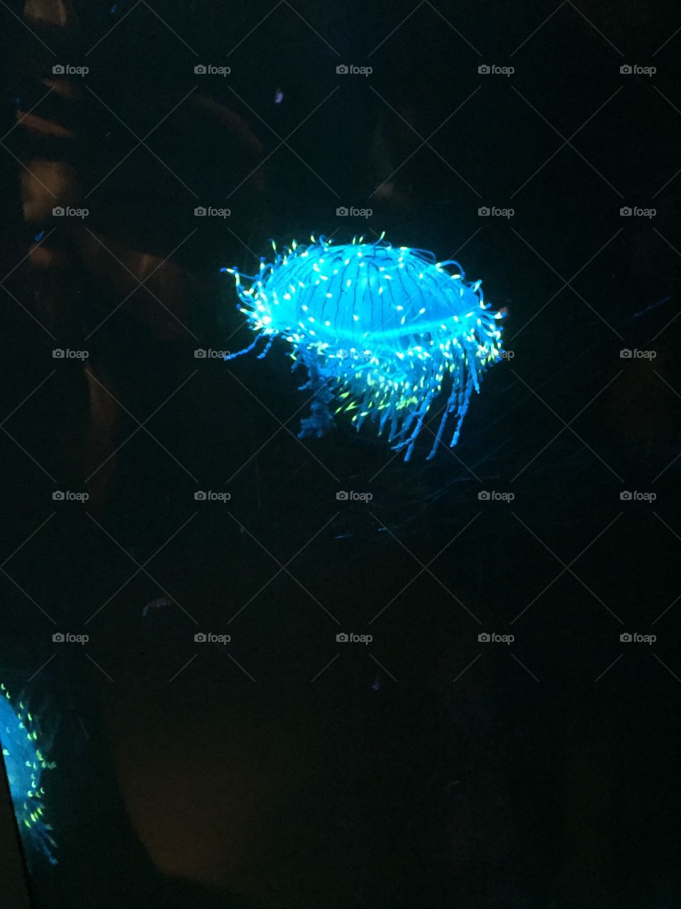 Electric Jellyfish 