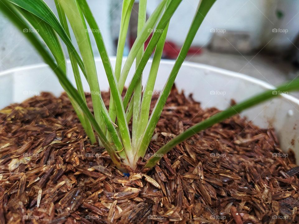 Spider plant in a white pot