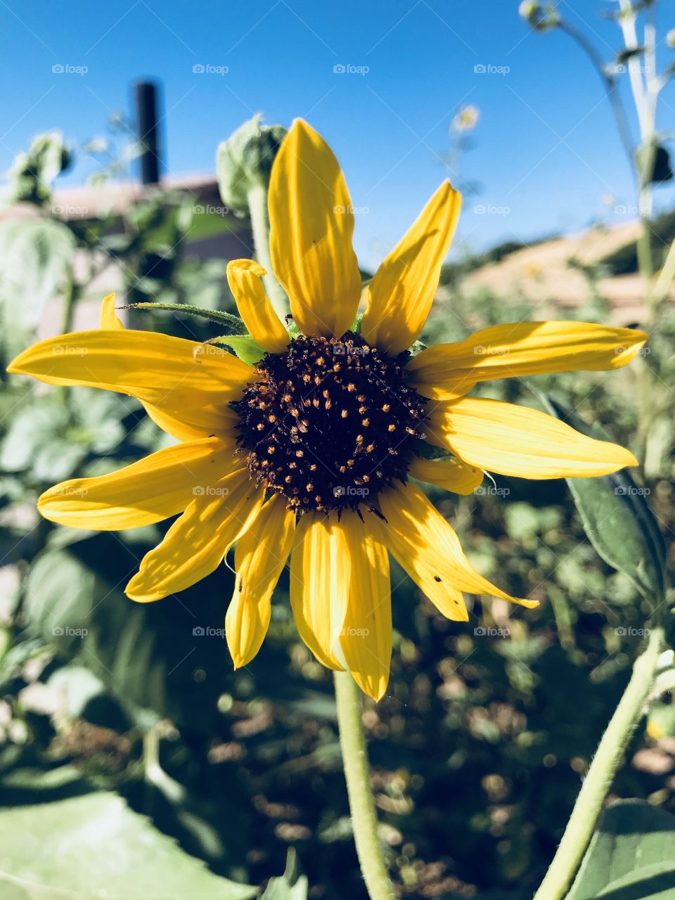 Sunflower facing the sun 