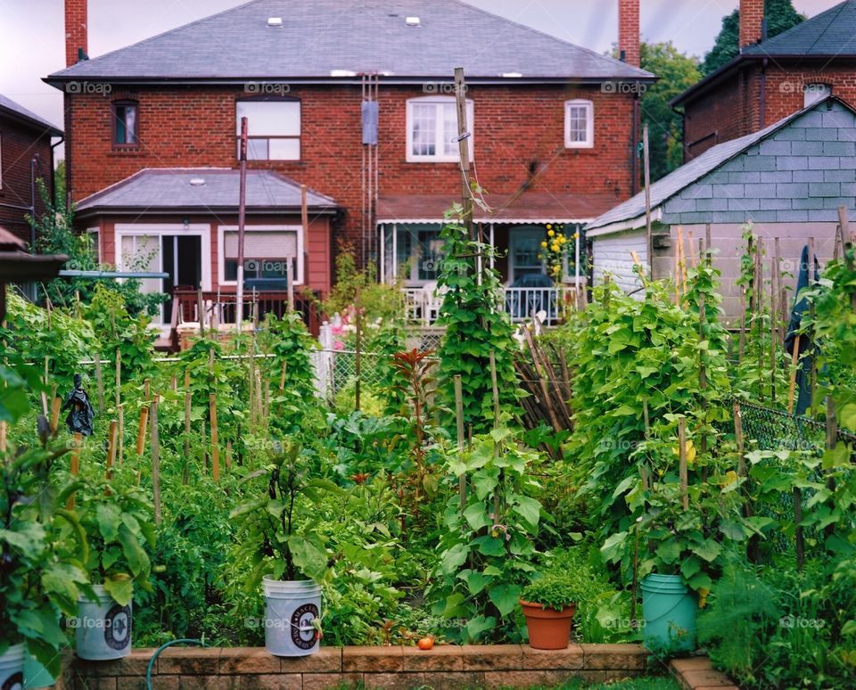 Vegetable garden in the heart of the city