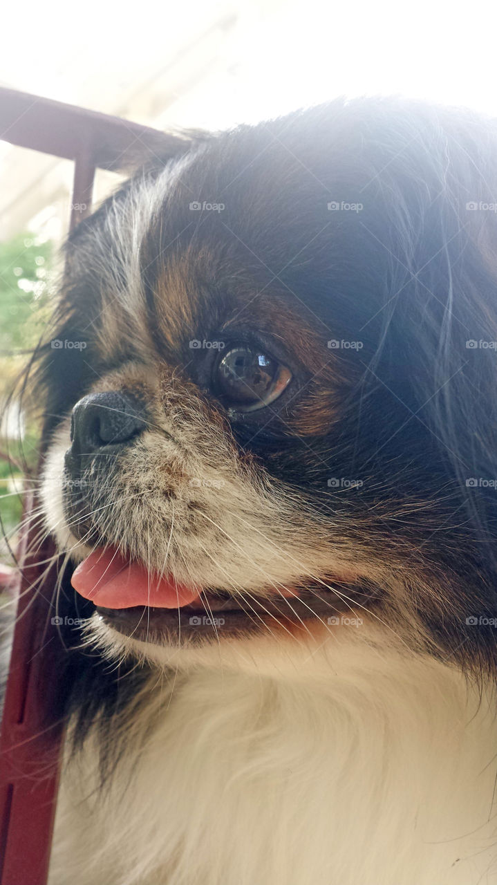 Pekingese Dog, close up, puppy eyes, tongue out