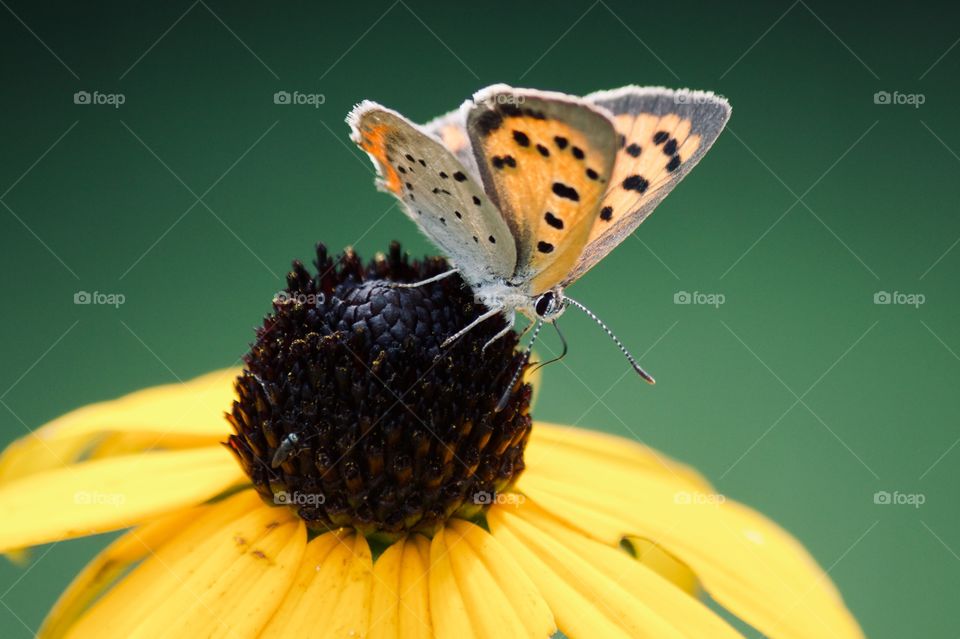 Mini butterfly on a black eyed susan 