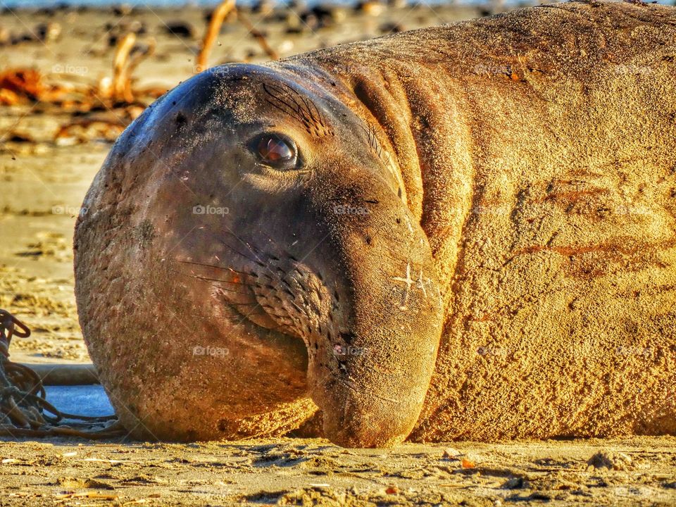 Elephant Seal On A California Beach