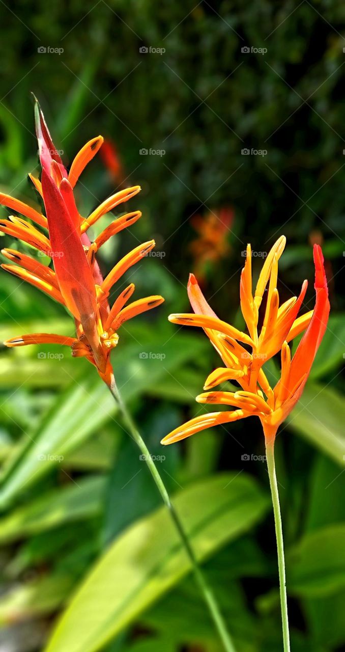 Heliconia psittacorum is a species of flowering ornamental plant native to the Caribbean and South America