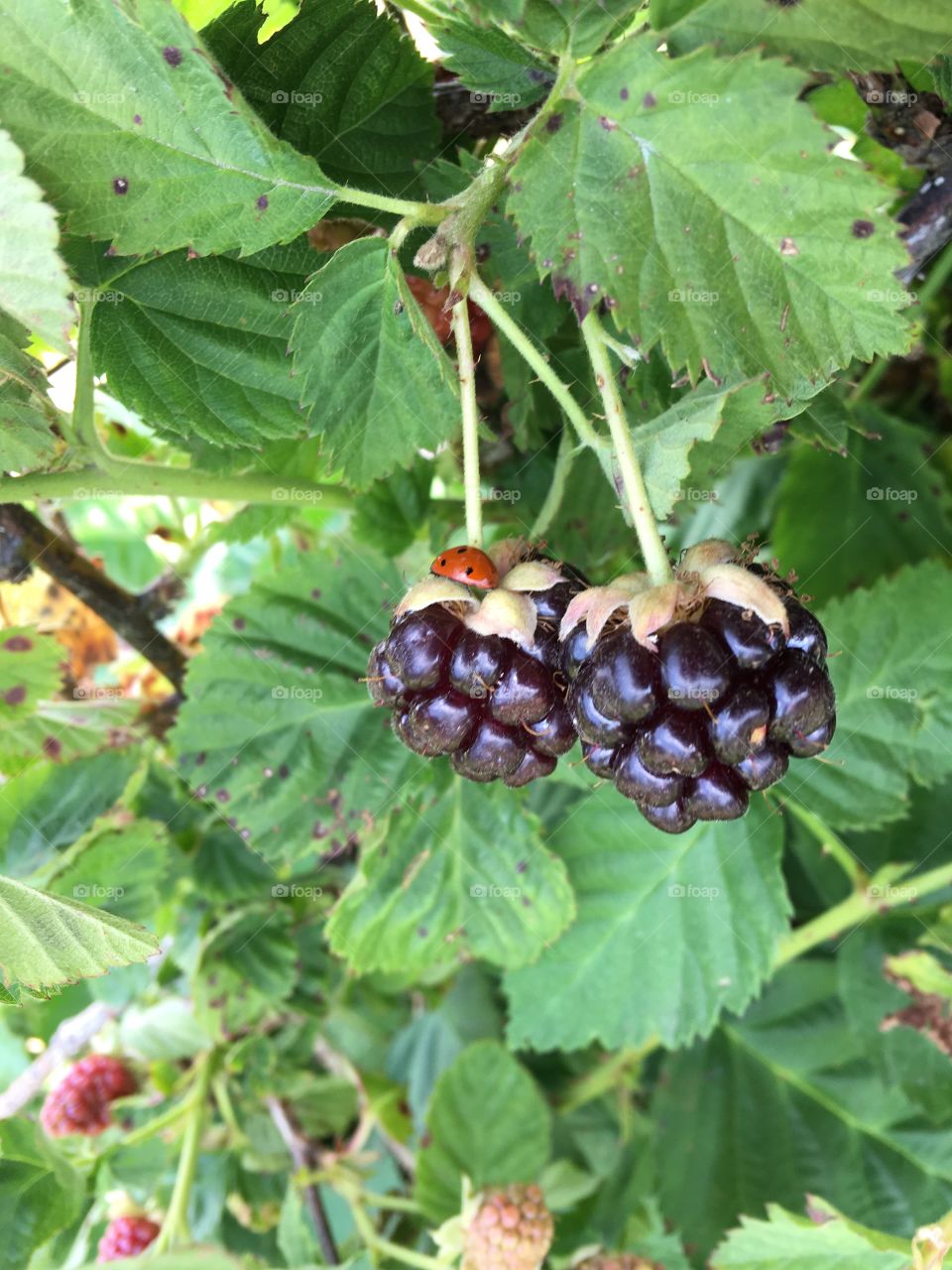 Close up berries with ladybird 