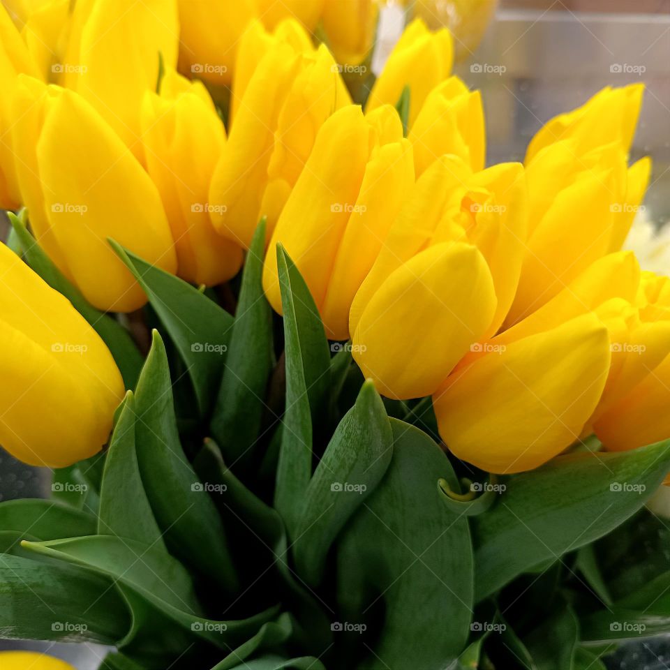 yellow tulips