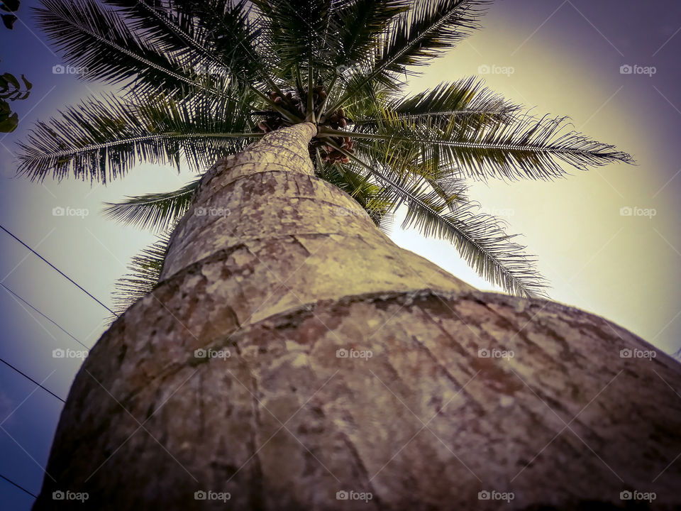 art coconut tree in srilanaka