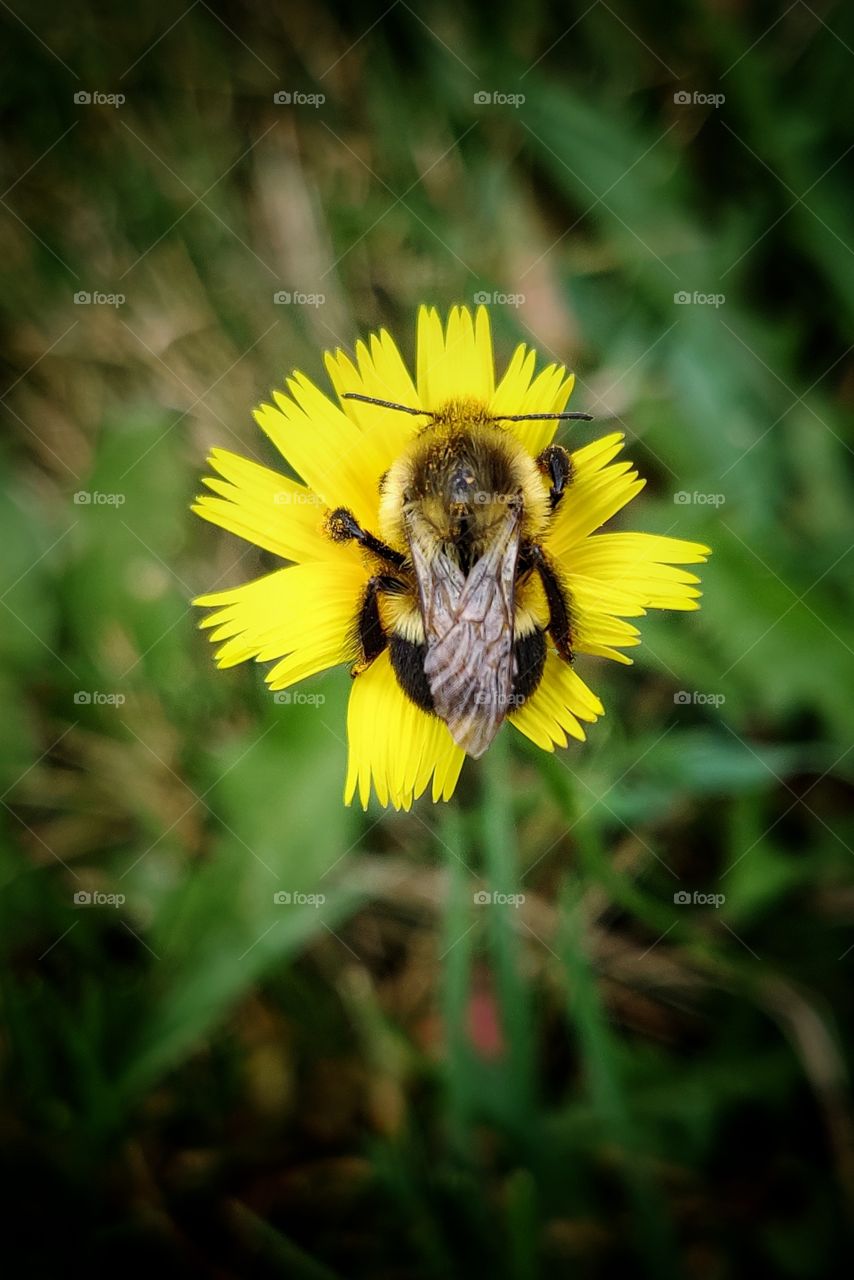 Bumblebee