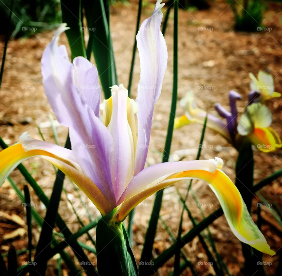 Iris 