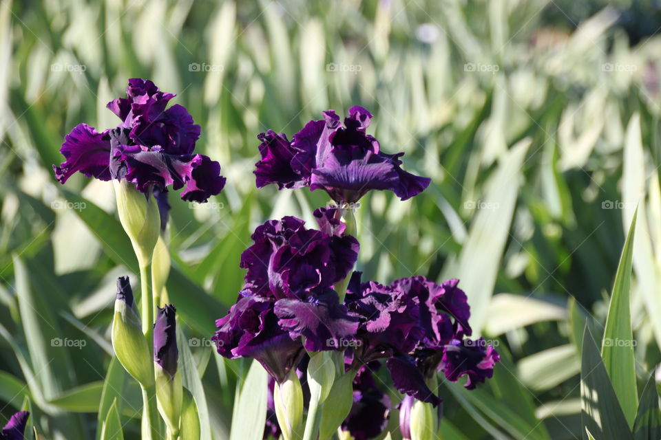 Elevated view of purple flower