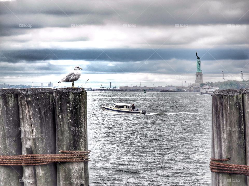 Pondering seagull. 