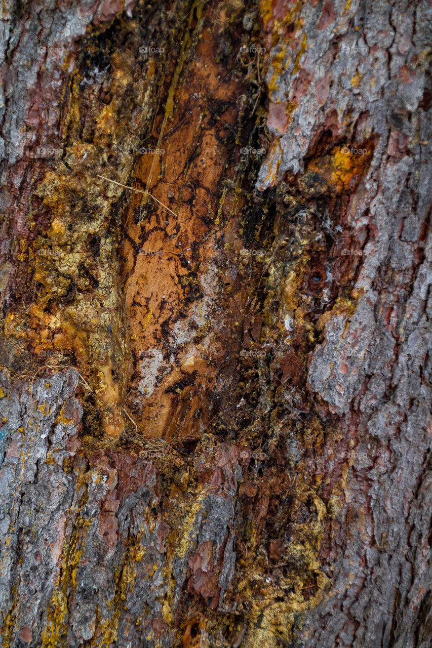 tree bark with resin