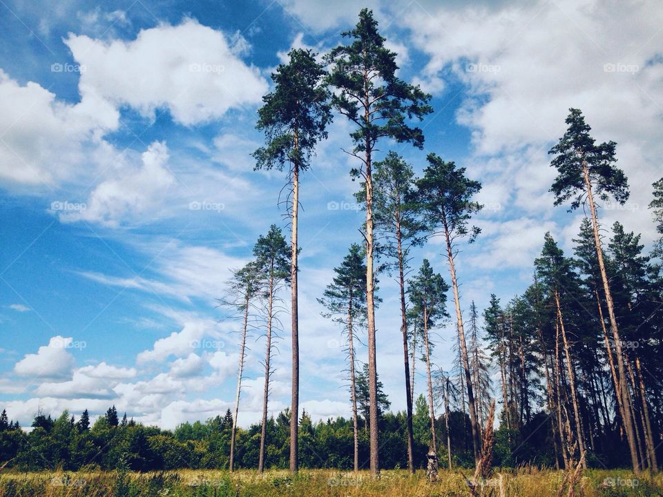 Magnificent trees