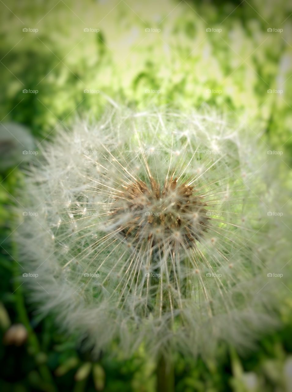 Dandelion . The least appreciated plants around.