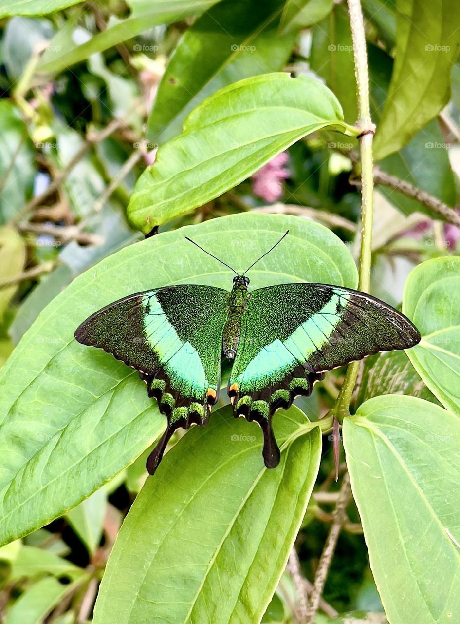 Big green tropical butterfly singing on the green leaves 