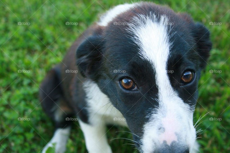 Close-up of border collie dog