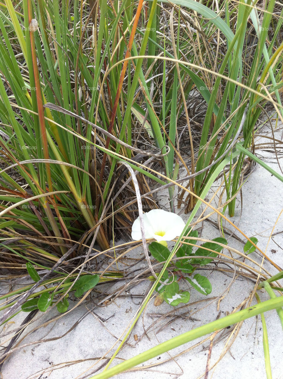 beach flower grass sand by tplips01