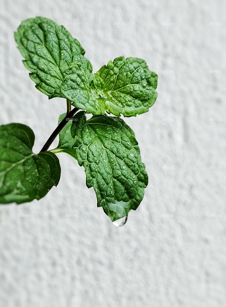 Mint after rain