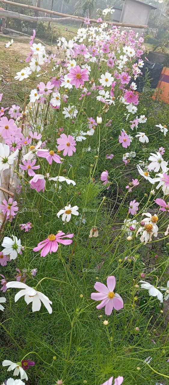 beautiful flowers