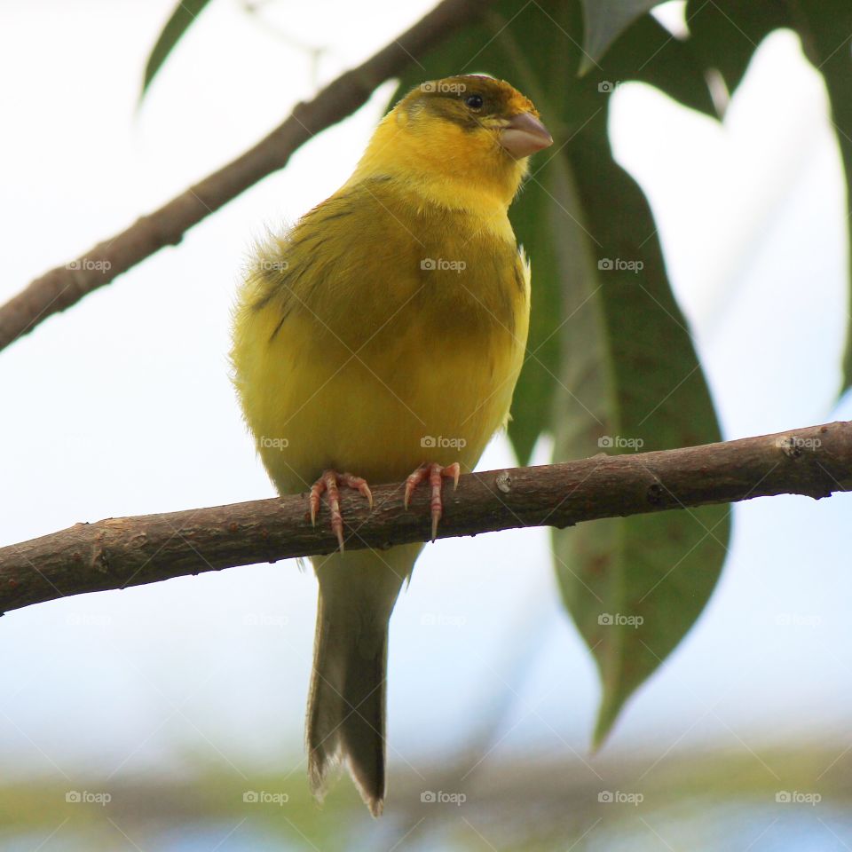 Low angle view of gold finch on branch