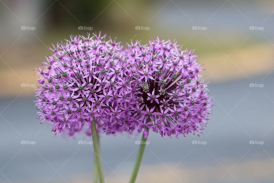 Flowers symmetric pattern 