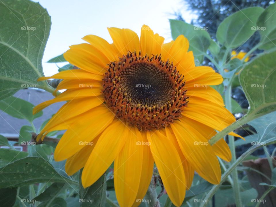 Sunflowers 