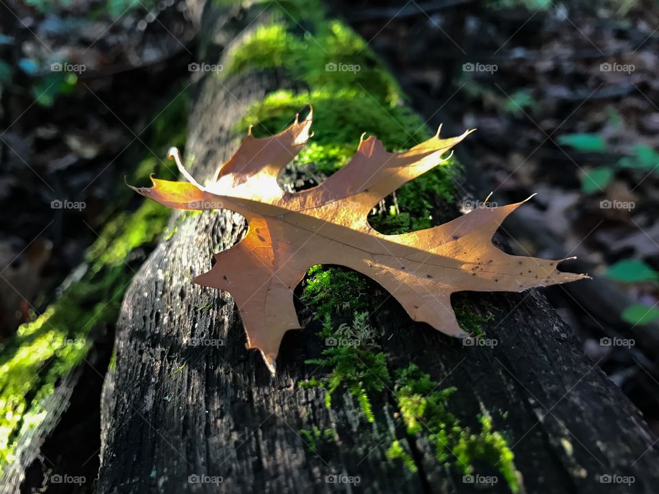 Leaf on some moss