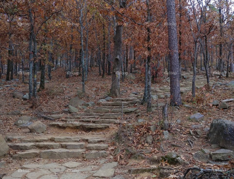 rock steps through forest
