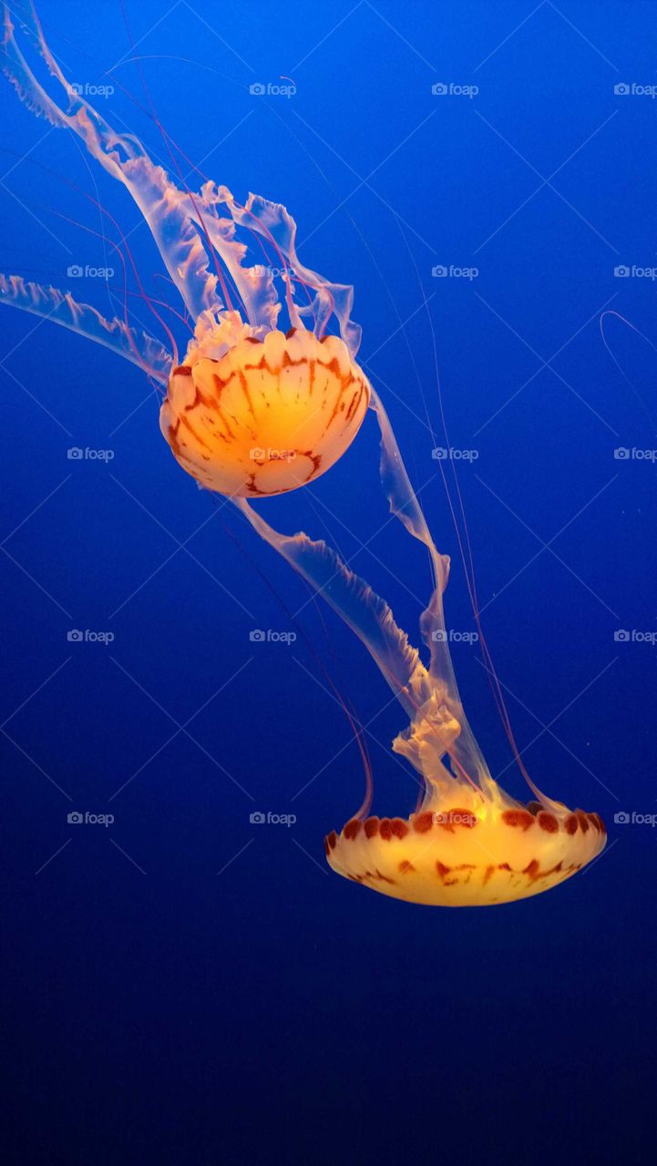 Jellyfish honeymoon
