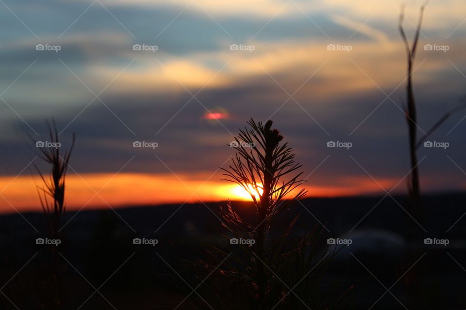 Pine hiding the Sunset