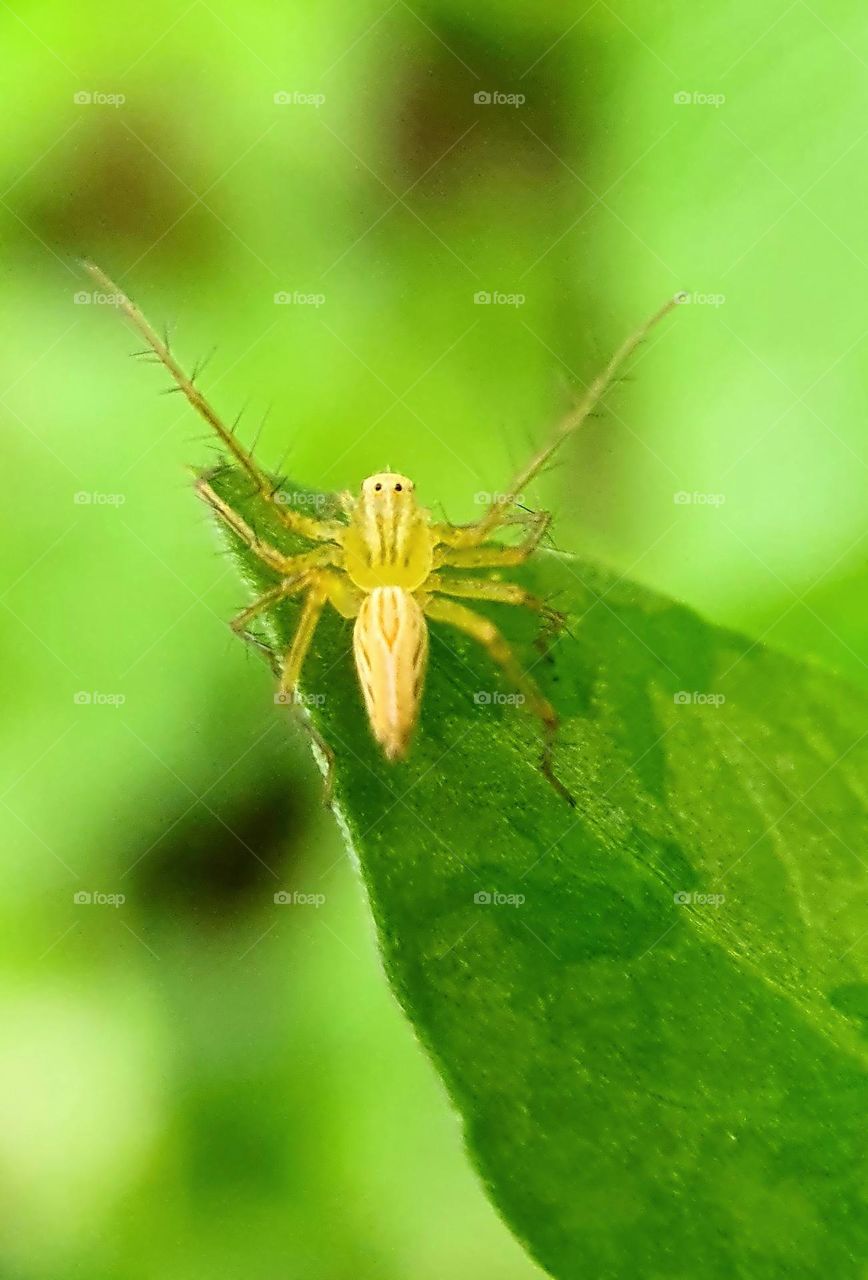 Striped Lynx Spider