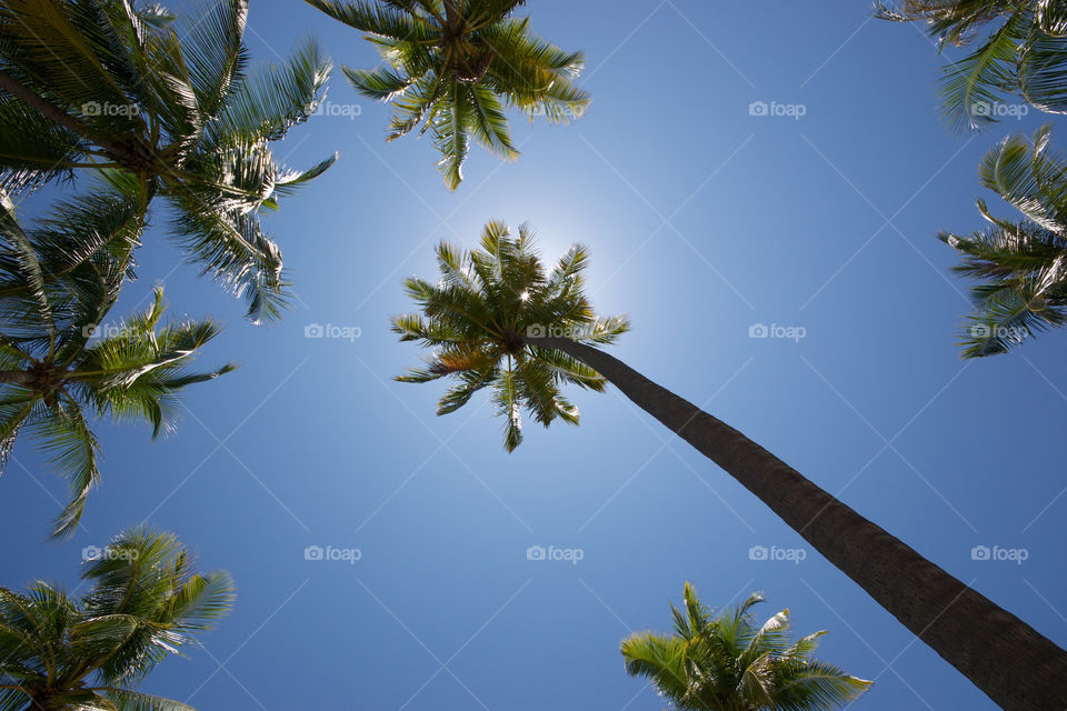 sky blue palm maldives by roflcopter944