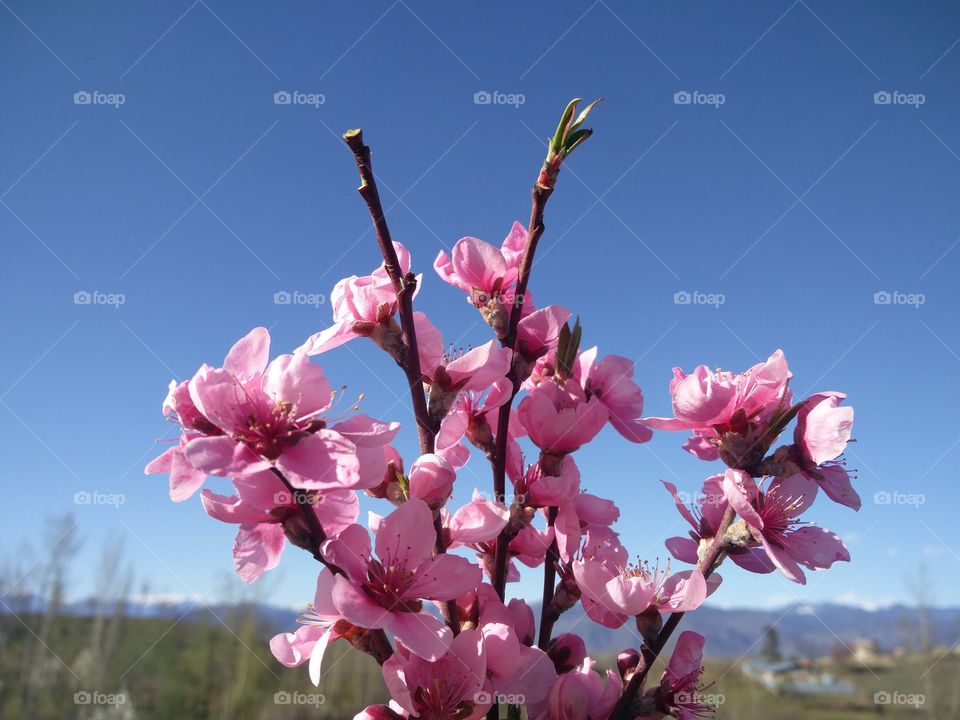 plant potraits flower lover blossoming trees amazing atmosphere environment clean and fresh Air
Muneeb bhat