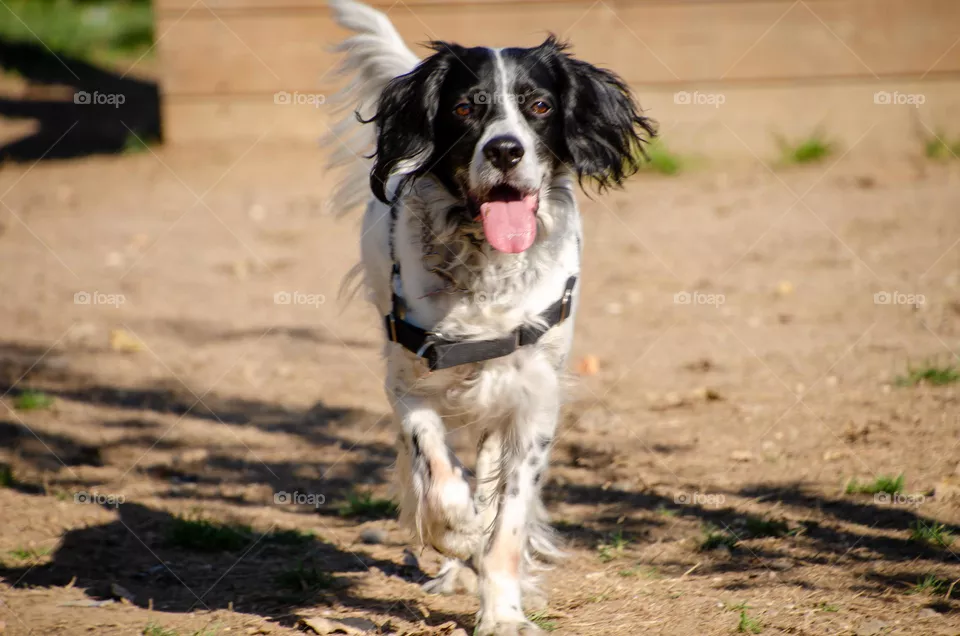 Happy dog