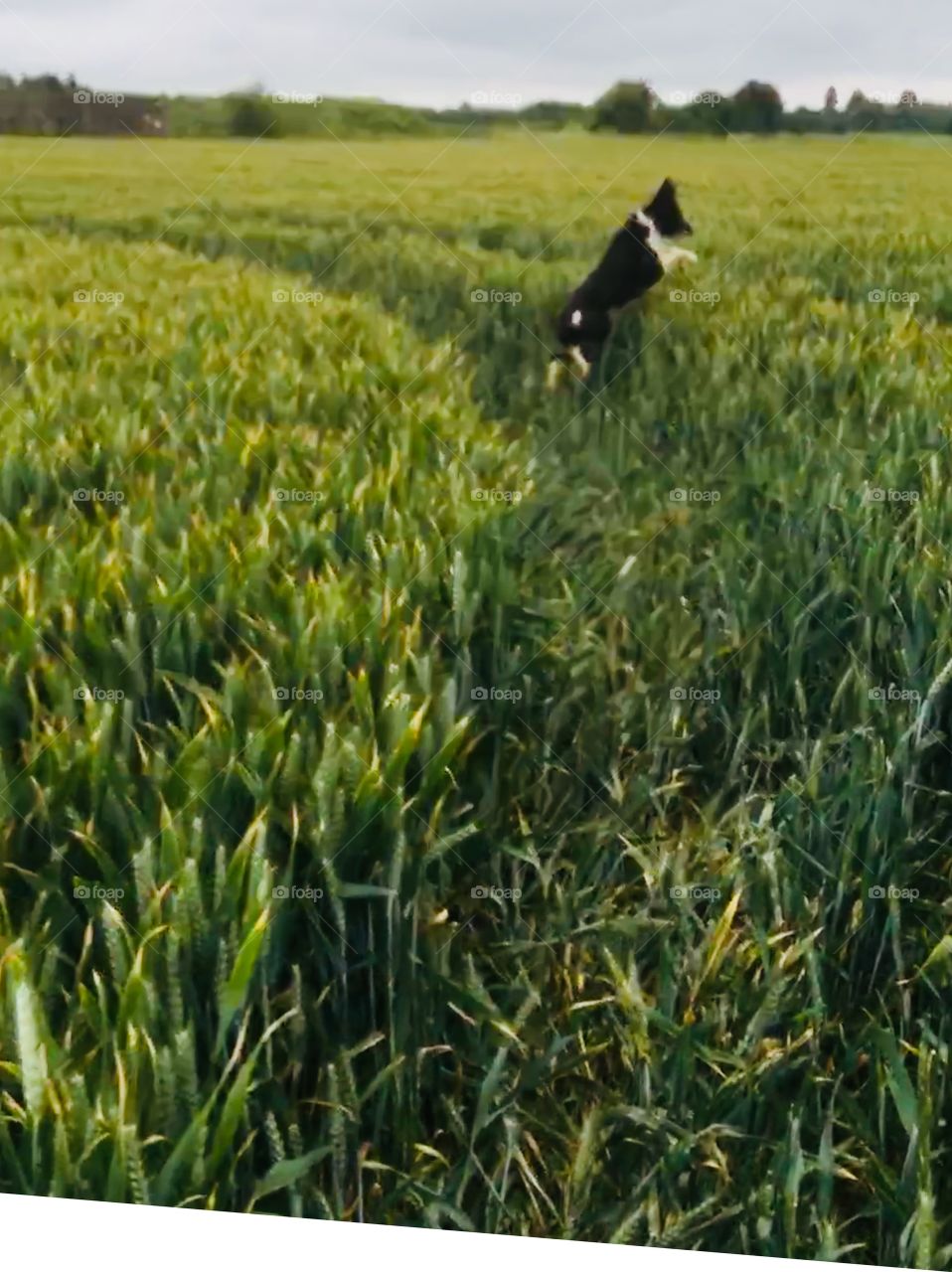 Collie jumping through field of English wheat 