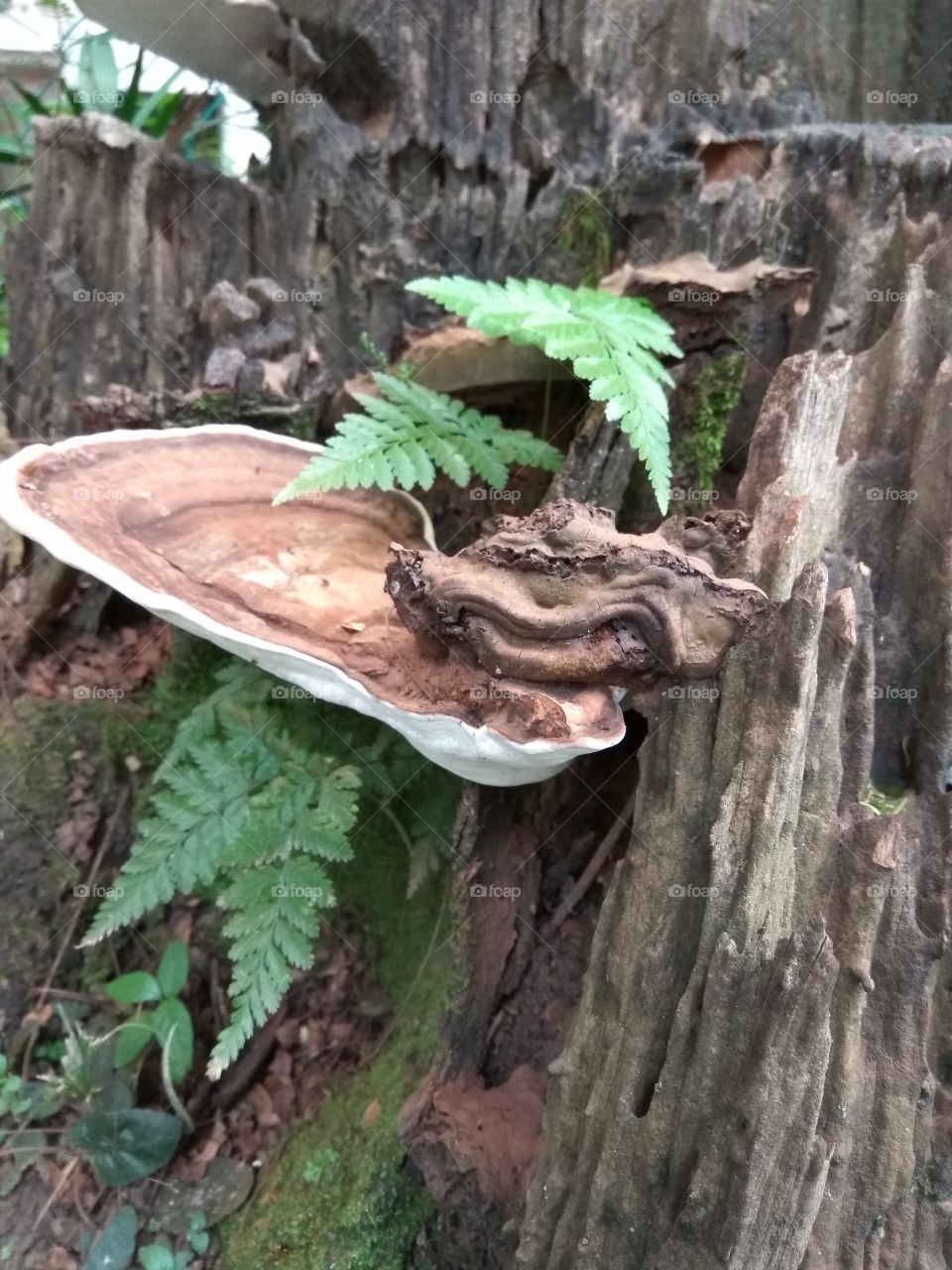 The wonder of nature