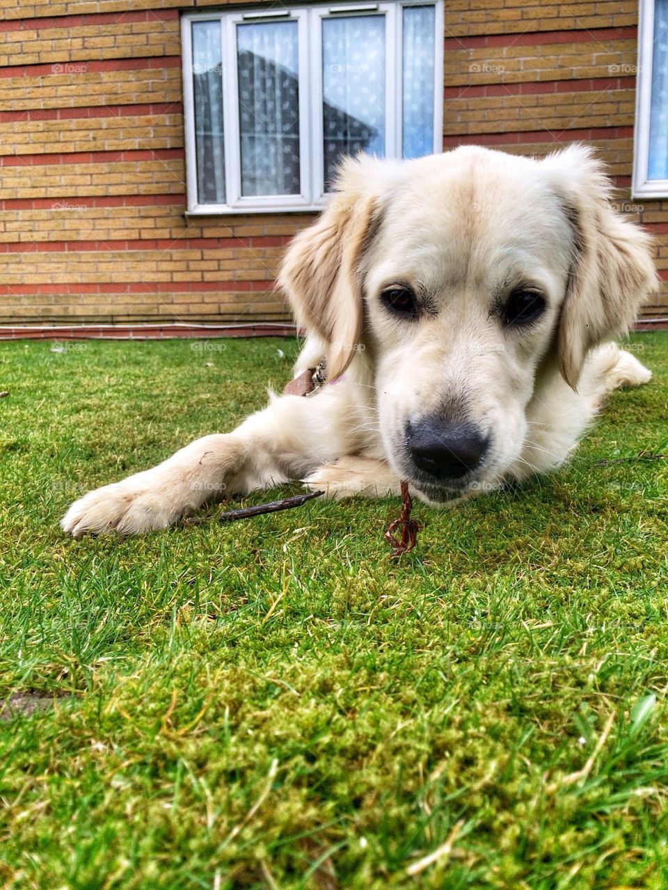 Sweet Zoe playing with her stick