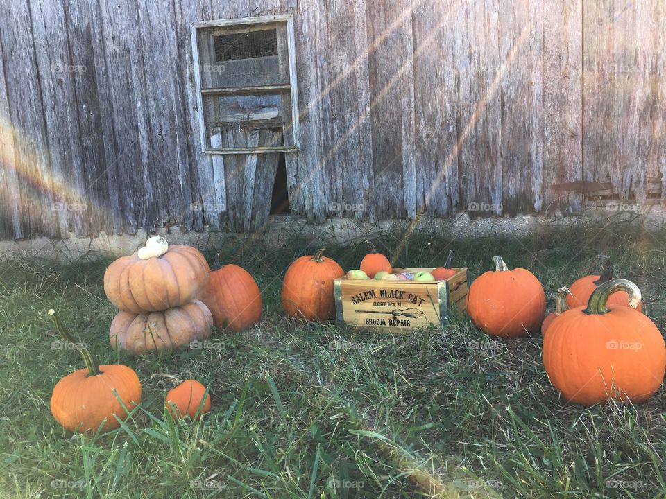 Pumpkins