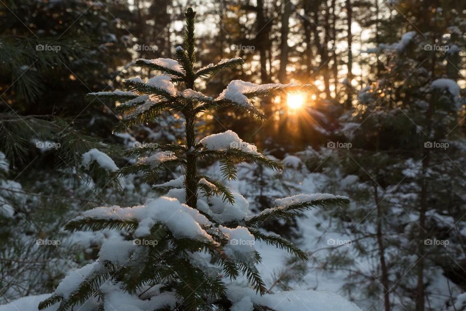 Sunset in the forest at winter, the sun is shining with soft warm light on snow covered fir tree 