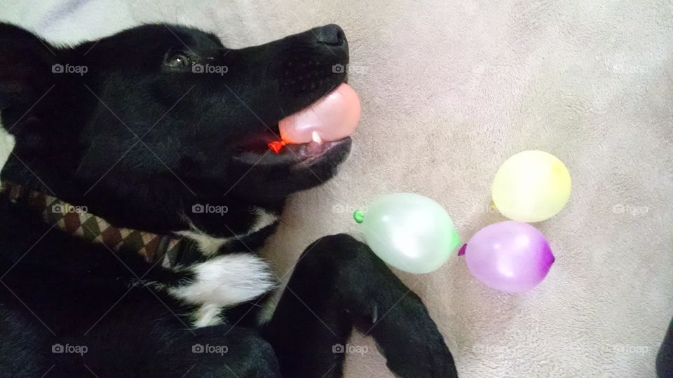 buck and balloons. puppy playing with balloons