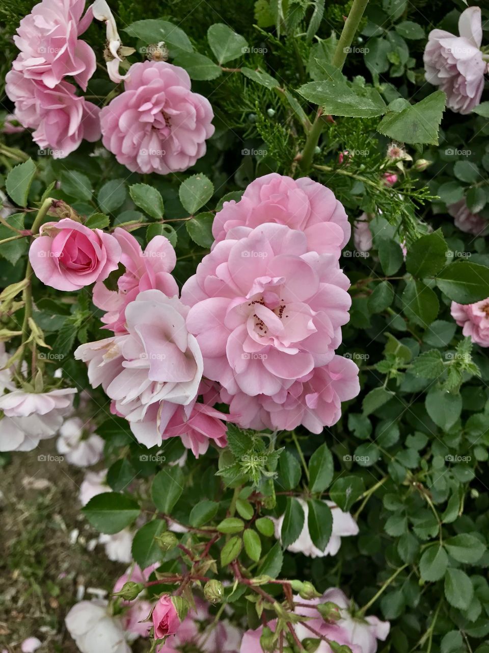 Pink roses.