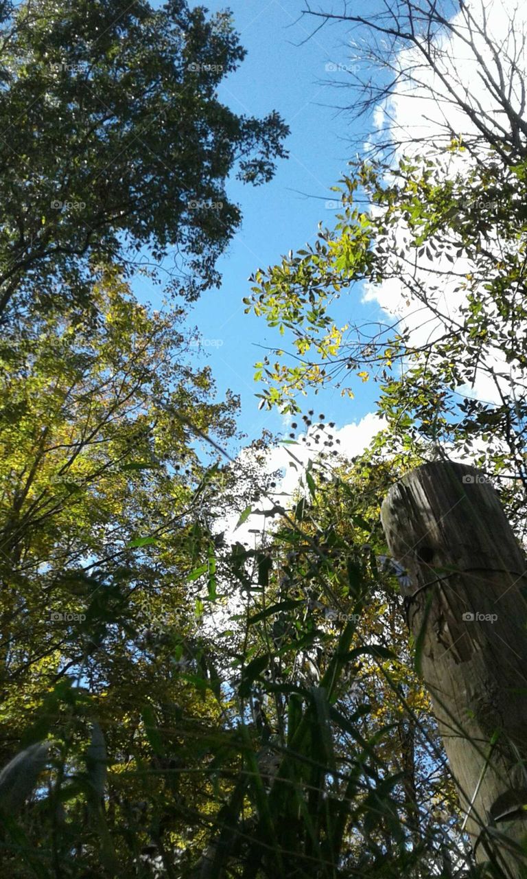 Tree's & Sky