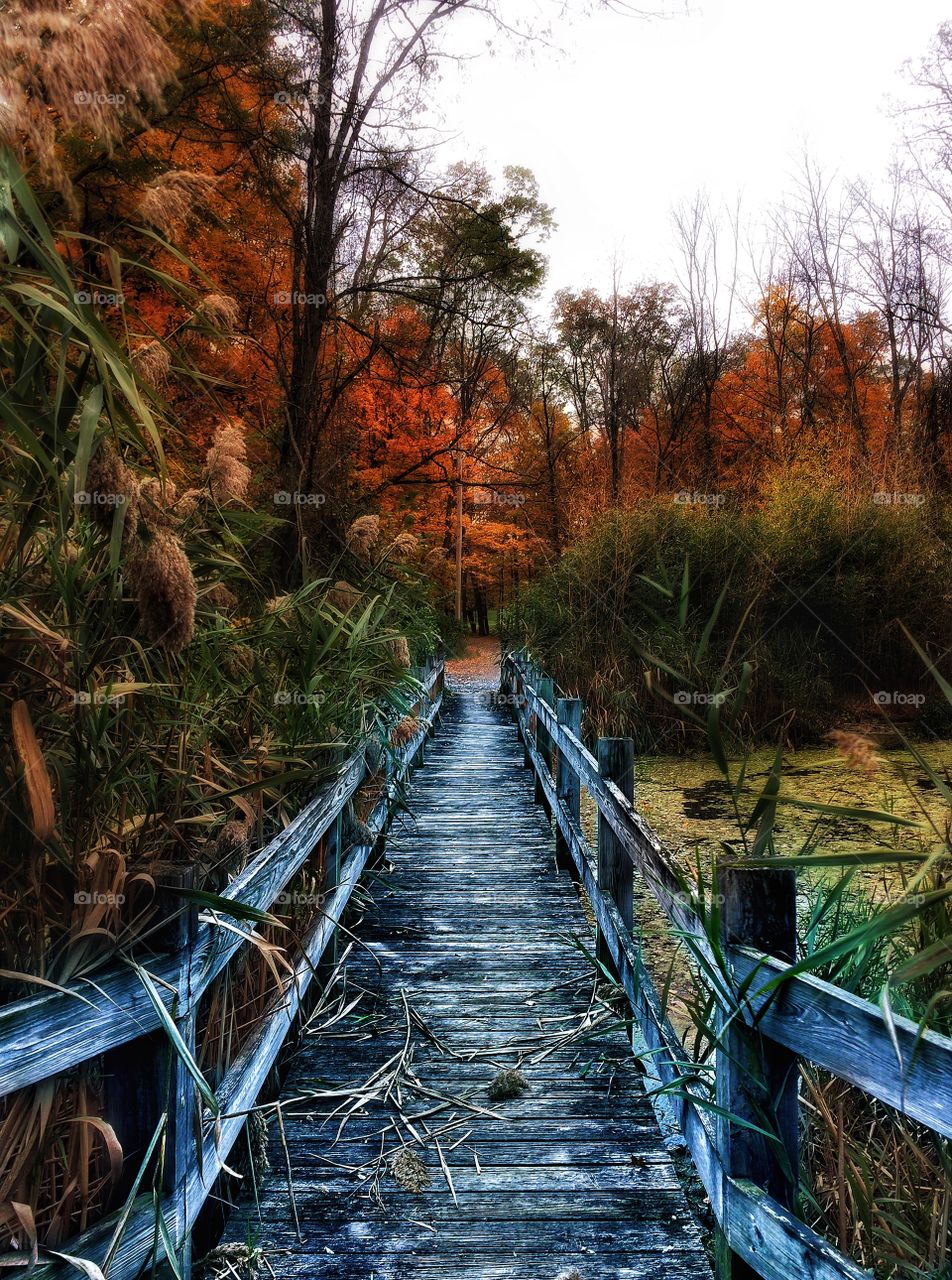 Cool Bridge into A Colorful Autumn